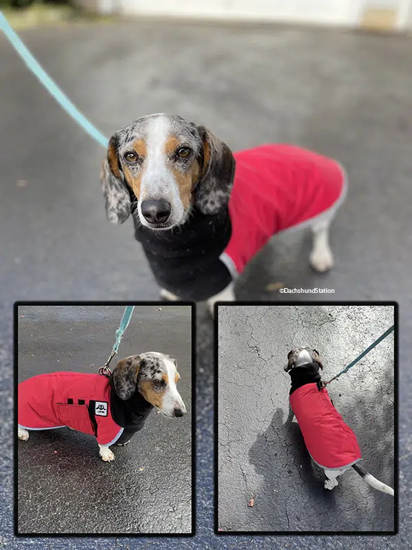 mini dachshund wearing red jacket