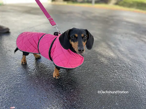 Mini dachshund wearing pink quilted dachshund coat