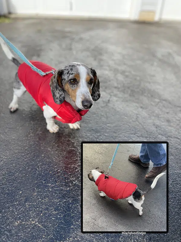piebald dachshund wearing a red Django puffer coat